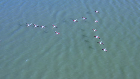 Rosa-Flamingos-Fliegen-An-Einem-Sonnigen-Tag-über-Dem-Wasser